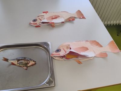 Anatomie_Fisch.jpg