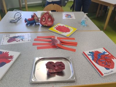 Anatomie.jpg